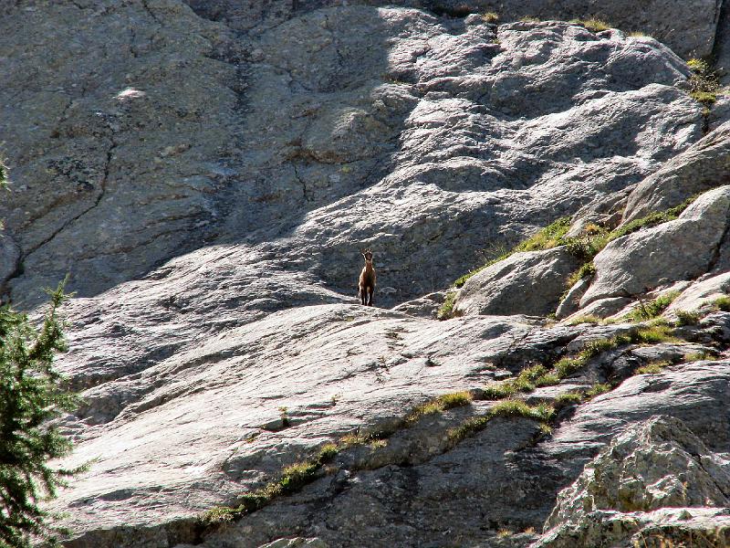 chamois 018